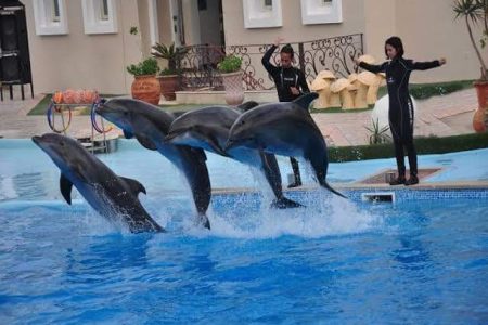 Dolphin show